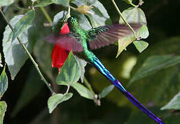 Long-tailed Sylph