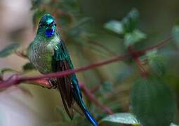 Long-tailed Sylph