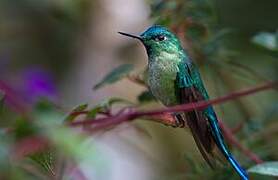 Long-tailed Sylph