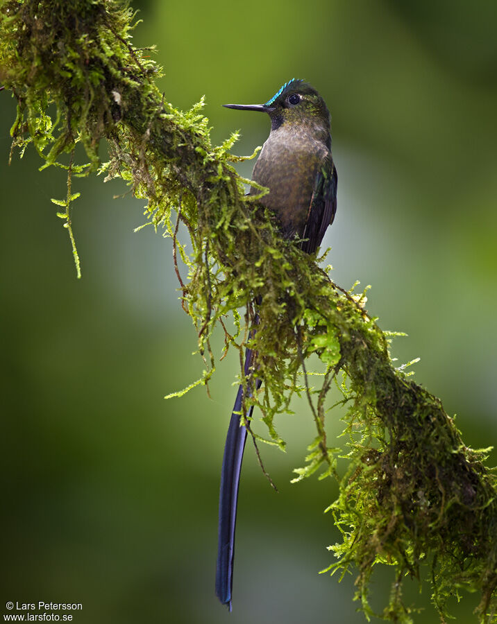 Violet-tailed Sylph