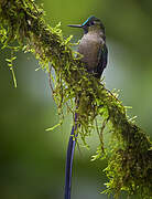 Violet-tailed Sylph