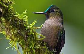 Violet-tailed Sylph