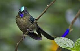 Violet-tailed Sylph