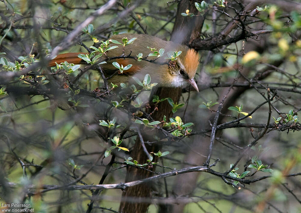 Synallaxe à calotte blancheadulte, habitat, pigmentation