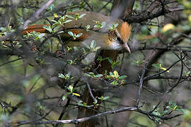 Creamy-crested Spinetail