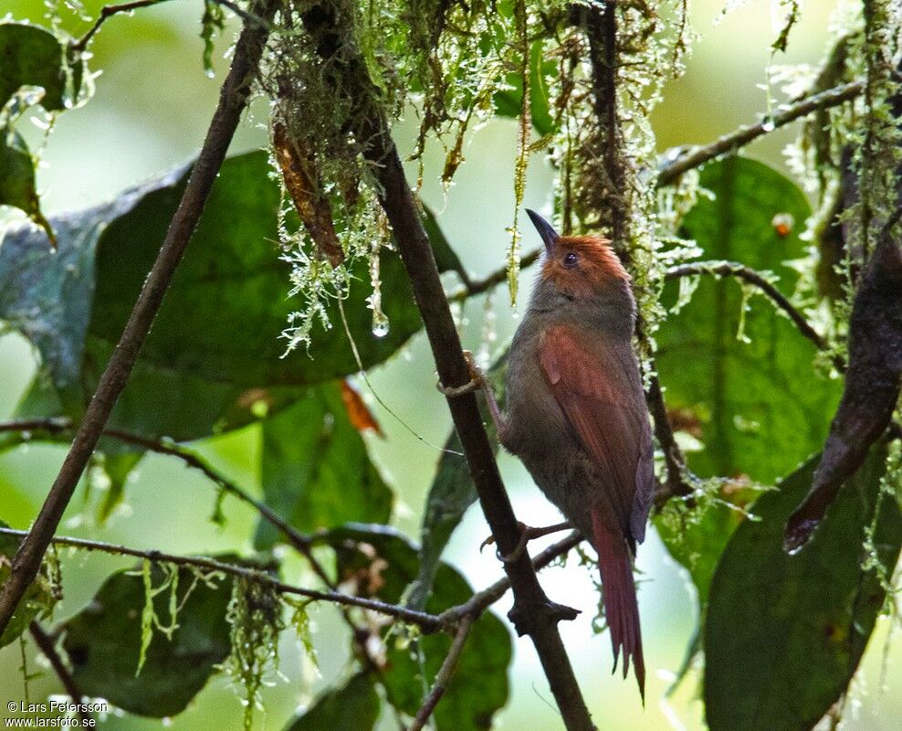 Red-faced Spinetail