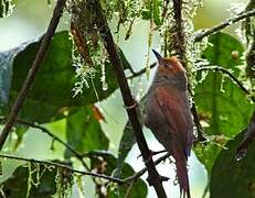 Red-faced Spinetail