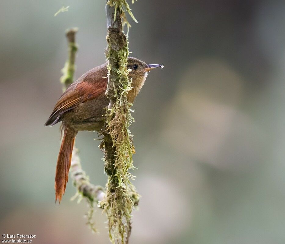 Red-faced Spinetail