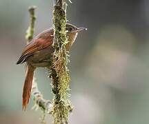 Red-faced Spinetail