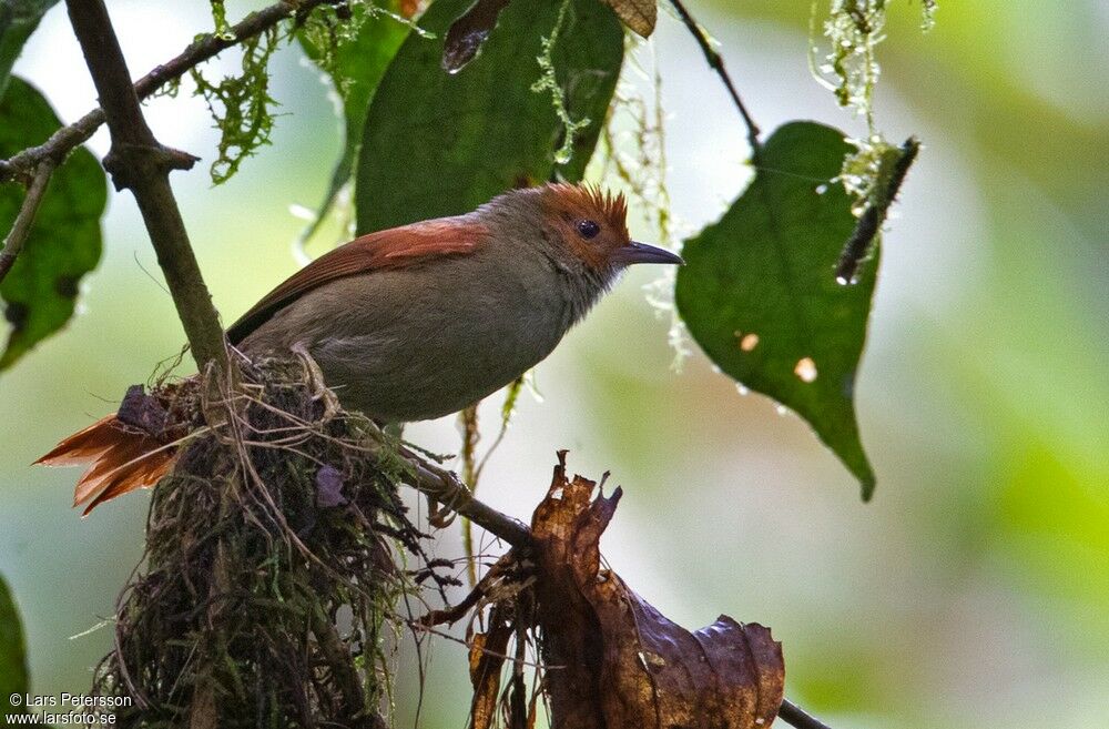 Red-faced Spinetail