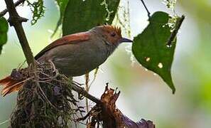 Red-faced Spinetail