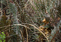 Rusty-fronted Canastero