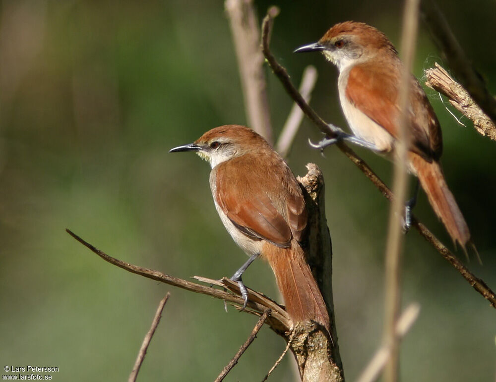 Yellow-chinned Spinetail