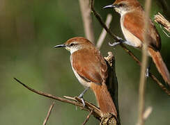 Yellow-chinned Spinetail