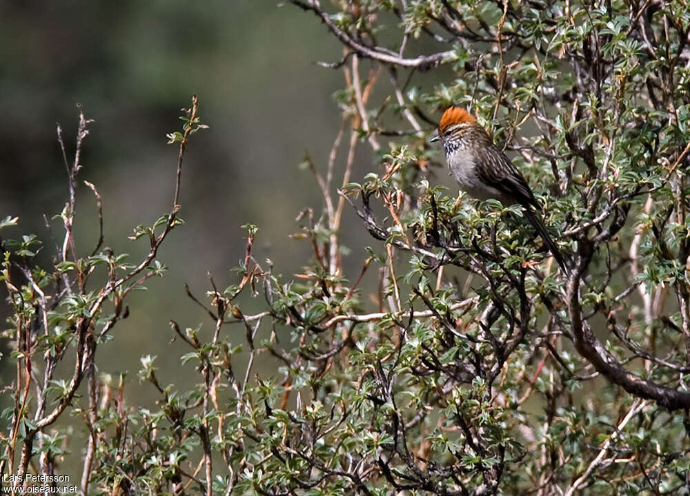 White-browed Tit-Spinetailadult