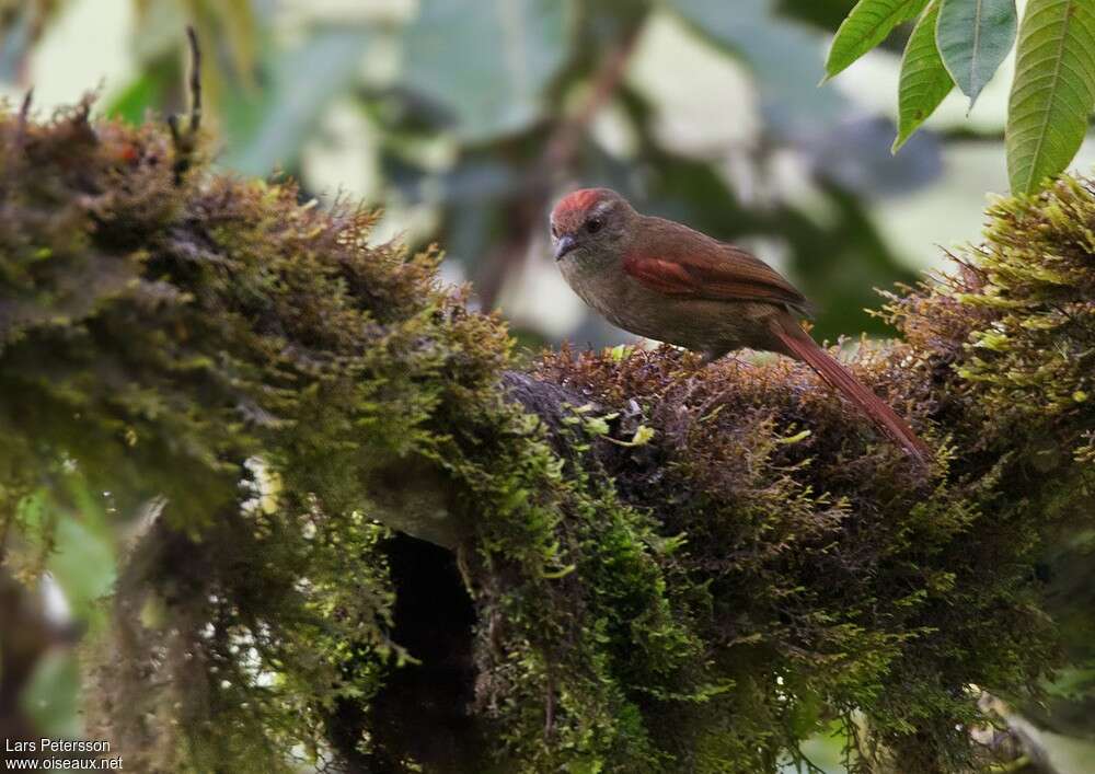 Ash-browed Spinetailadult, identification