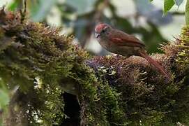 Ash-browed Spinetail