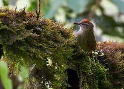 Ash-browed Spinetail