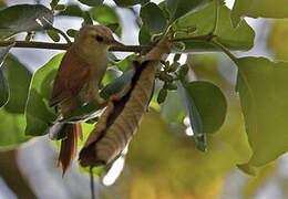 Grey-headed Spinetail