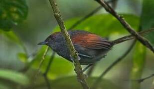 Slaty Spinetail