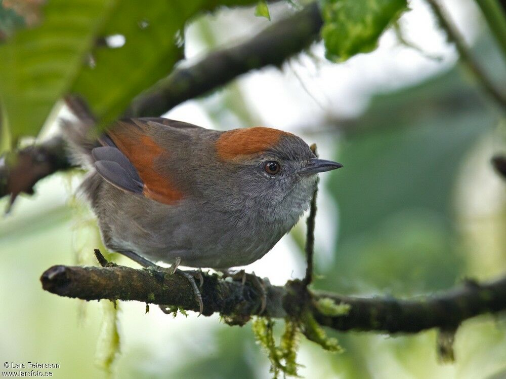 Azara's Spinetail