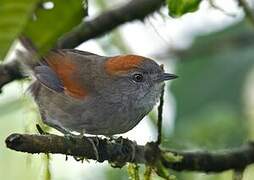 Azara's Spinetail