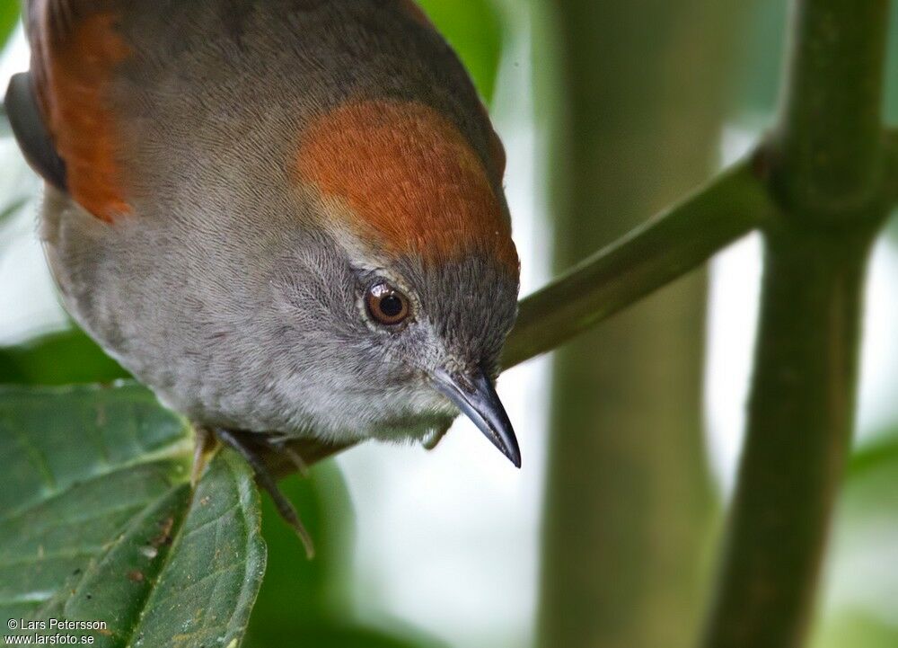 Azara's Spinetail