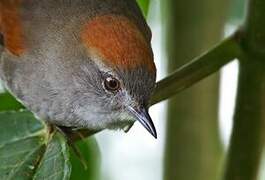 Azara's Spinetail