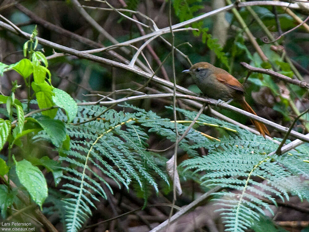 Bahia Spinetailadult, identification