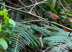 Bahia Spinetail