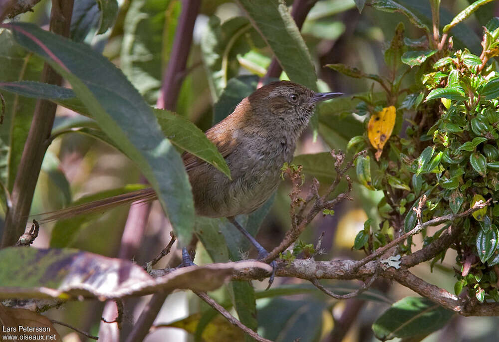 Puna Thistletailadult, habitat, pigmentation