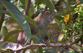 Puna Thistletail