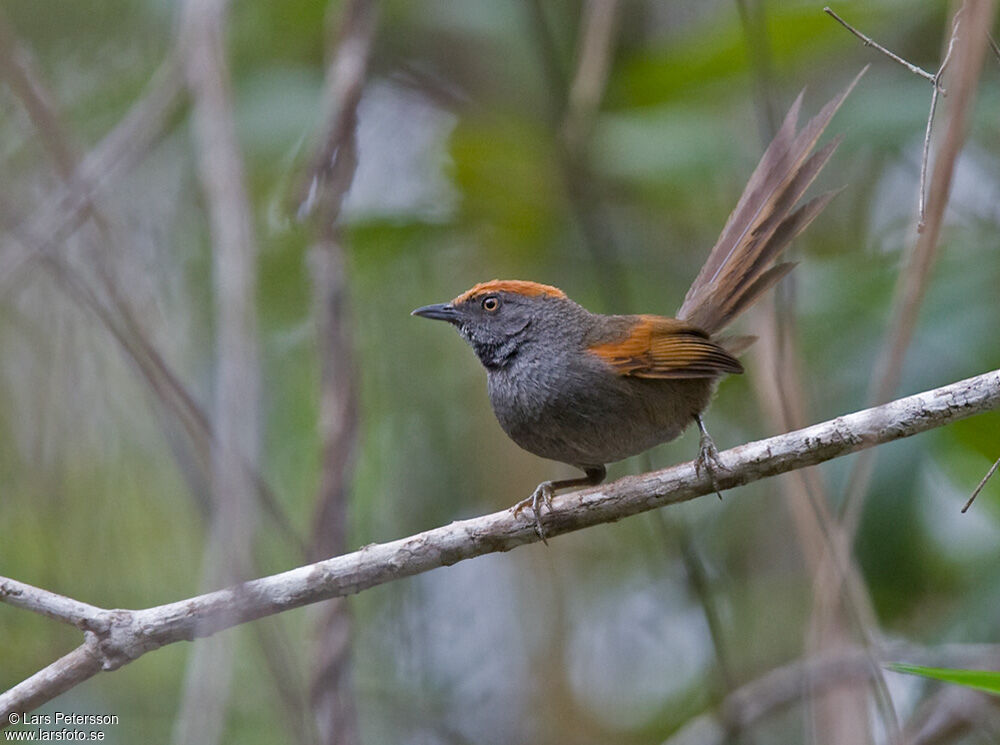 Spix's Spinetail