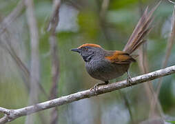 Spix's Spinetail