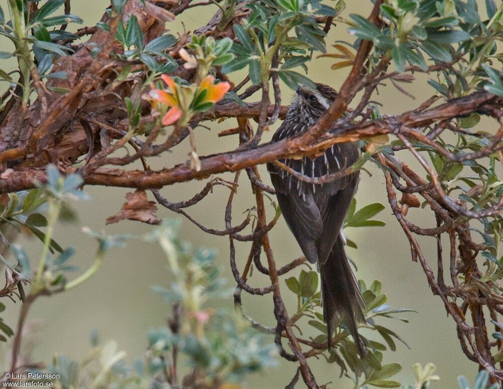 Andean Tit-Spinetail