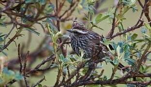 Andean Tit-Spinetail