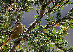 Tawny Tit-Spinetail