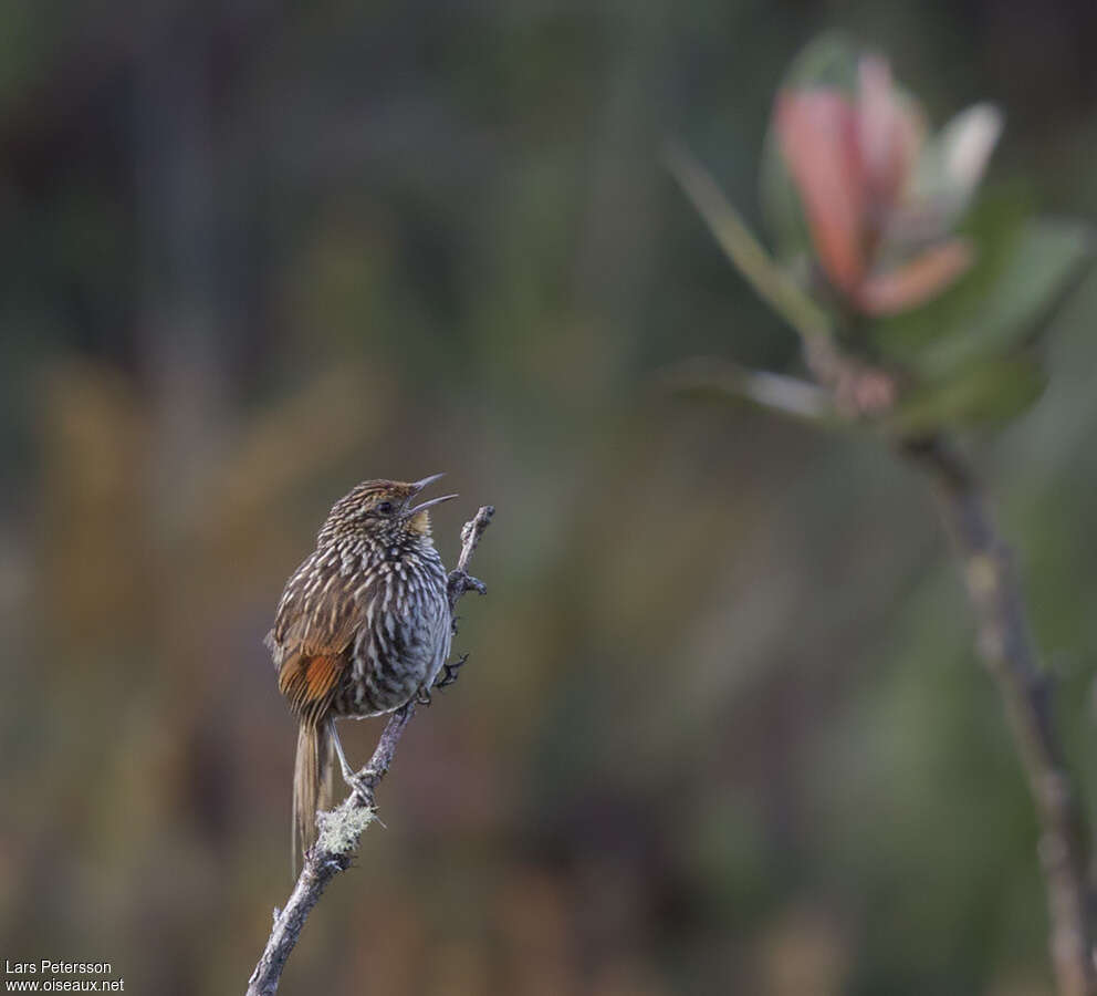 Many-striped Canasteroadult, pigmentation, song