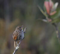 Many-striped Canastero