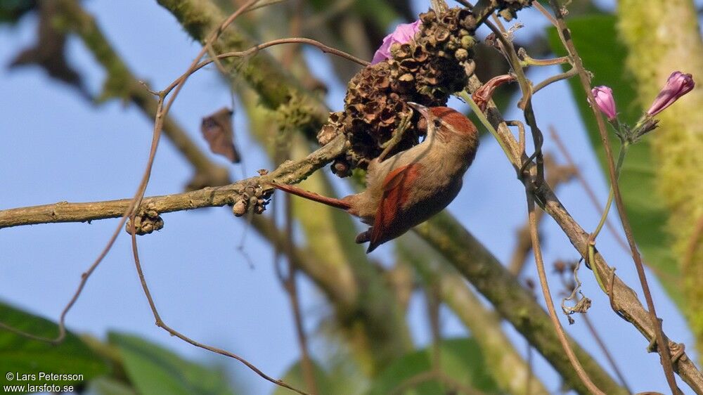 Line-cheeked Spinetail