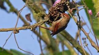 Line-cheeked Spinetail