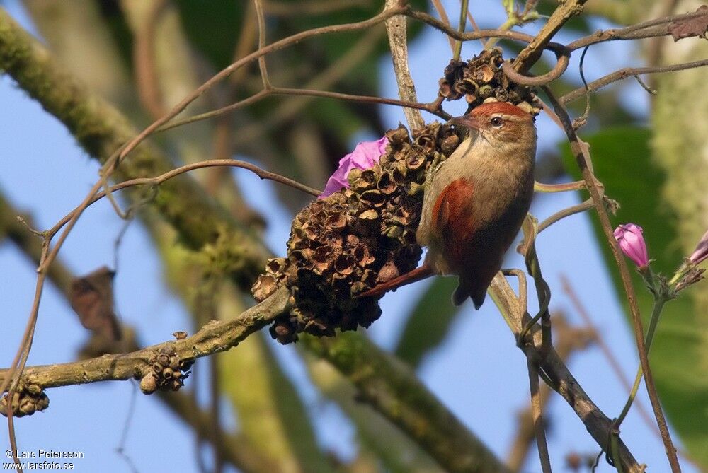 Line-cheeked Spinetail