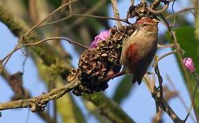 Line-cheeked Spinetail