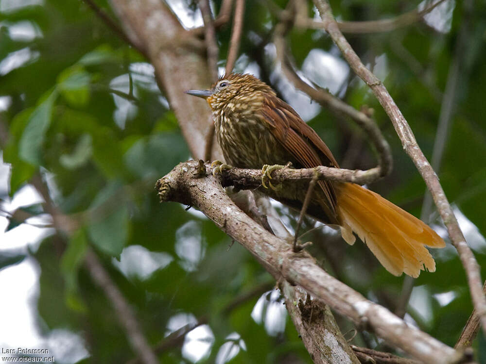 Striated Softtailadult