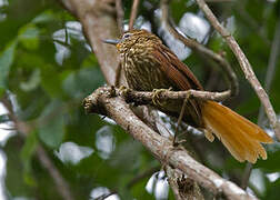 Striated Softtail