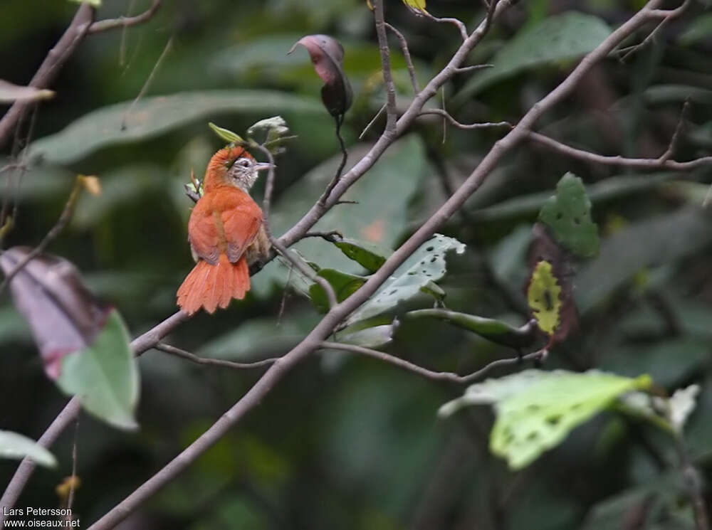 Rusty-backed Spinetailadult, habitat, pigmentation