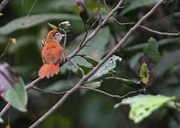 Rusty-backed Spinetail