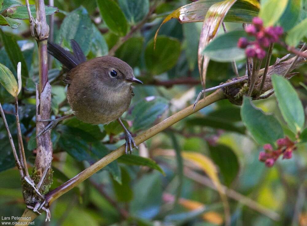 Mouse-colored Thistletailadult