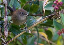 Mouse-colored Thistletail