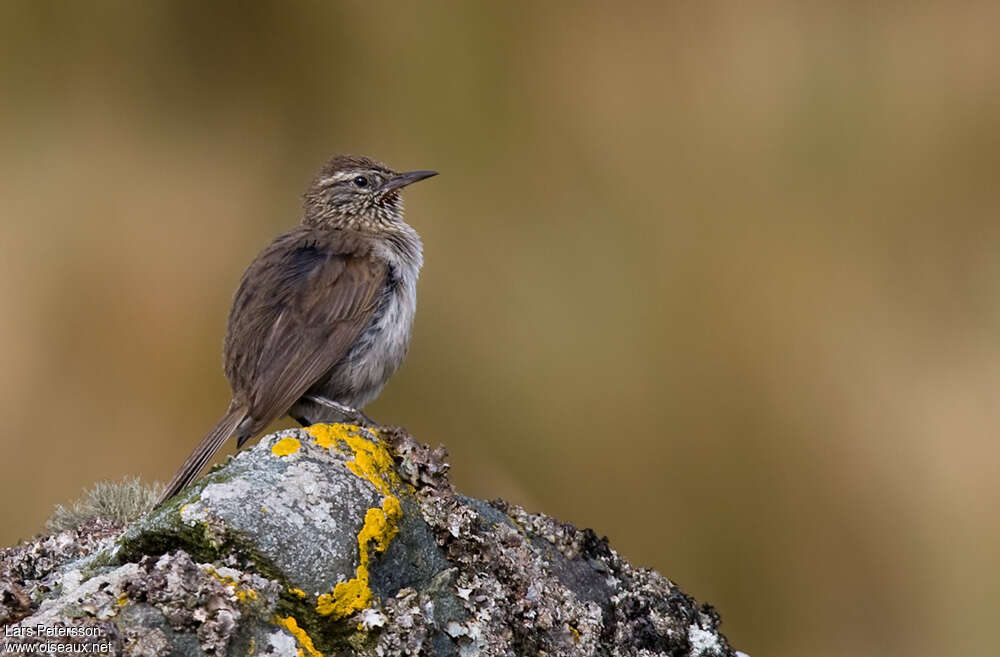 Synallaxe terrestre, identification